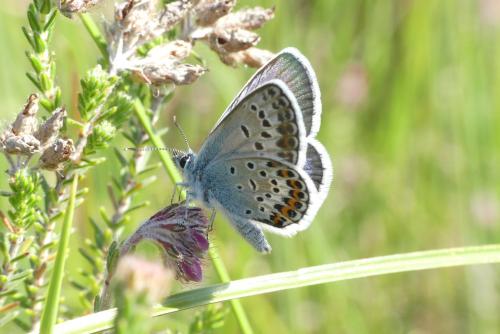 Plebejus argus